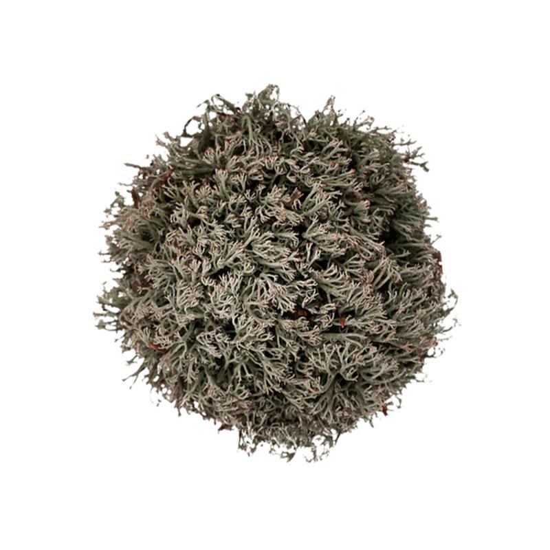 Muschi WIO Reinder "Cladonia rangiferina" - imagine 3